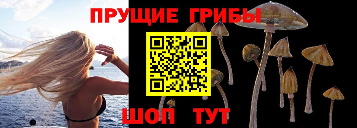 Псилоцибиновые грибы Psilocybe Новомосковск